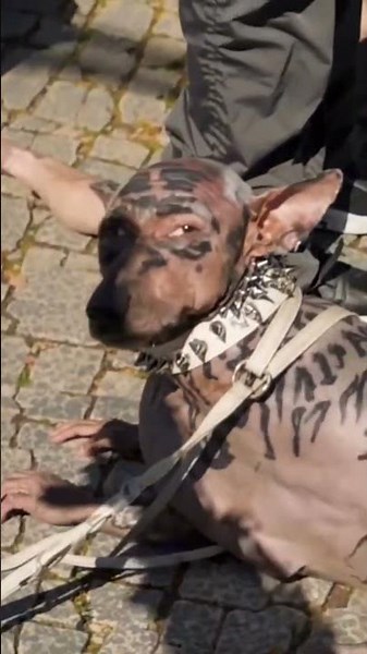Man Become Dog Instagram Viral | 220 Crore Dog Costume Viral | Human To Dog Transformation Costume