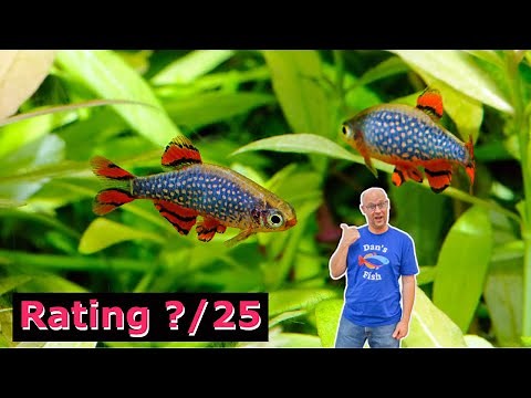 Celestial Pearl Danio! Right Fish For You?
