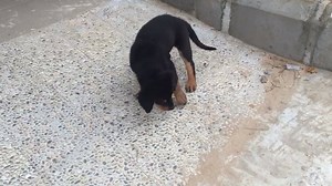 13K views · 501 reactions | We have always had dogs at our children center for love, care and protection ❤️ David just bought a new dog for us and as always the children named the dog. Meet Toby  I wanted to impress Ini, one of the boys we just rescued, with my dog training skills, but l'm not sure he was all that impressed 樂 Love from Anja  | Land of Hope | Facebook