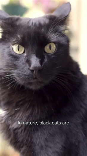 What a Black Cat Symbolizes Spiritually