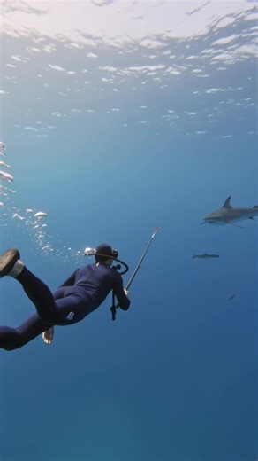 I was diving deep in the ocean, the water was calm, and the sunlight barely reached the depths. I had my spear ready, scanning for fish, but then I saw something huge in the distance. It was a shark. I quickly aimed and threw the spear toward it, hoping to make a clean catch. But before I could even get close… the shark darted away. The spear missed, and the shark swam past me so fast that I could barely react. It was like nothing I’ve ever seen before — the speed, the power. The shark was gone,