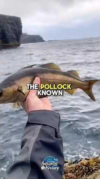 The Pollock — The Ocean’s Shimmering Survivor 🌊🐟#pollock #aquaticodyssey #Shorts