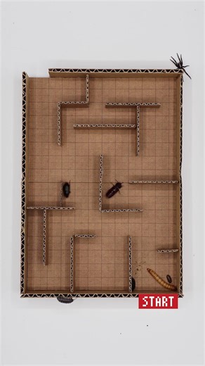 7 BUGS 1 MAZE! 🏁 Ultimate 6-Species Battle Royale! #shorts