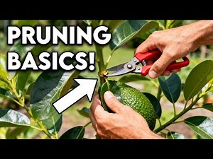How to Prune Avocado So It Grows Forever