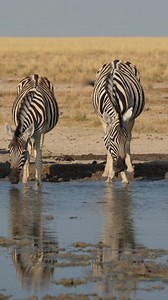 Zebra at Etosha National Park. #namibia #zebra #etosha #namibiatravel #namibiatourism #visitnamibia #travelnamibia #safari #wildlife #desert #travelphotography | Nwrnamibia