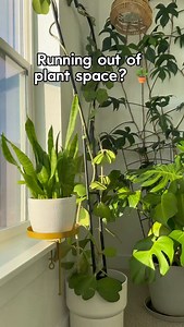 Isn’t this the prettiest way to show plants off but still have window space? I’m a big fan Comment SHELF & I’ll send you the details Make sure you are following for more houseplant tips and inspo 💚🌿 Houseplants | Plant Finds | Indoor Plant Lovers | MariahGrows