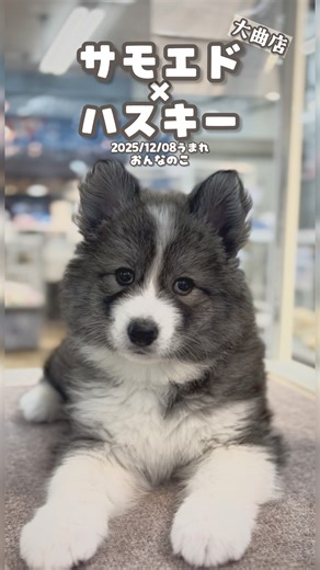 JOYFUL-AK ペットワールド#犬猫#トリミング on Instagram: "みなさまこんにちは❄️ ジョイフルエーケー大曲店です⛄️ 本日は兄弟たち続々登場中の 『サモエド×ハスキー』 2025.12.08.birthday🎂おんなのこ❤️ 外見内面あわせて、とってもかわい子ちゃんです✨✨ とても愛想が良く、社交的⭐️ そして両親ゆずりのゆるふわフォルム🧸 キュルっとしたおめめ👀 パキッと決まったカラー🤍 一度目が合えば虜になること間違いなし✨ ぜひ会いにいらして下さいね♡ お待ちしてます♪ お問い合わせ⬇️ 📍北海道北広島市大曲工業団地7丁目3ー4 📞011-370-5555 ジョイフルエーケー大曲店・犬猫生体 #ジョイフルエーケー#ジョイフルエーケー大曲店#サモエドハスキー#サモハス#大型犬パピー#ハスキーMIX#サモエドMIX"