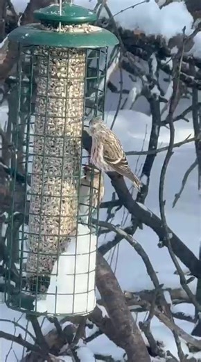 Spot the Leucistic Redpoll #redpolls