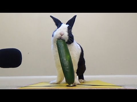 Rabbit eating cucumber ASMR