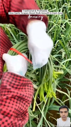 Galing👍 Ctto:📷 “Guys, let’s watch this! This is the traditional way garlic is harvested in Japan, China, and Korea. First, they harvest the garlic scapes to help the bulbs grow bigger and healthier. Then they bundle them and sell them in the market as a seasoning. Such a smart system—it’s profitable and sustainable! 📌 DISCLAIMER: This video is for educational and commentary purposes only. All original clips belong to their respective owners. No copyright infringement is intended. #GarlicFarmi