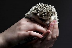 Keeping a Hedgehog as a Pet - Are Hedgehogs Good Pets?