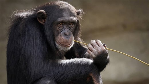 Female chimps experience menopause and then survive for years, even decades