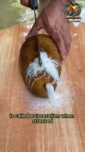 The Sea Creature That Throws Up Its Guts to Escape! 🤢🥒