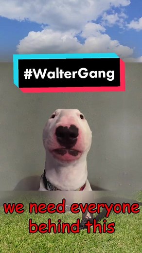 Join the Hamster Cult with Walter Gang!
