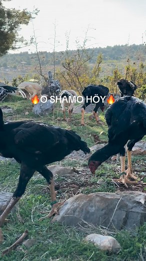 O Shamo 🔥🔥🔥🔥 | O Shamo Höy