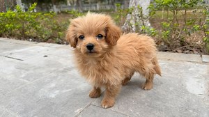 Alone in the park, the little puppy cried for his mom, his eyes searching every corner | Paw Tales