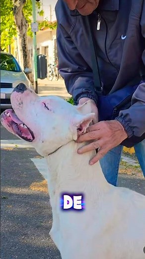 WHAT IS THE IDEAL PROPORTION OF A DOGO…