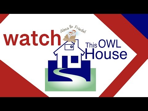 Barn Owl babies Sep 2025 - This Owl House