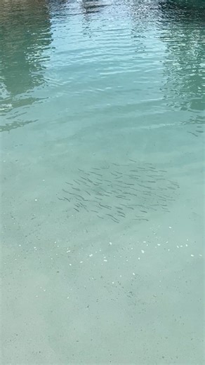 21K views · 48 reactions | How many fish are in each row? #riddletime #mathisfun #wordproblems | Sarah S | Facebook