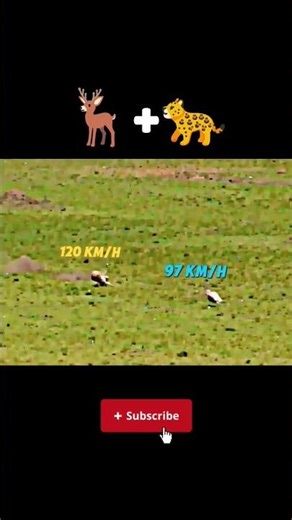 Leopard running speed🐆😯#leopard#leopardgecko#reelschallenge#viral#viralshorts#tending🐆🦌