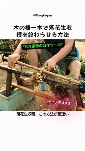 木の棒一本で落花生収穫を終わらせる方法