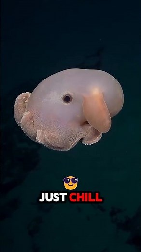 Meet the Adorable Dumbo Octopus from the Deep Sea!