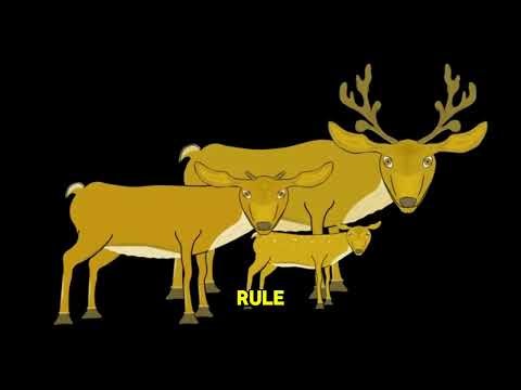 What’s the Difference Between Elk and Deer