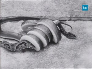 🐍 MUSSURANA VS SERPENT À SONNETTE 🐍 «Il n’y a rien à faire… Il va l’avaler cru, vivant ! Par petits coups bien rythmés.» En 1961, dans les Coulisses de l’Exploit, Léon Zitrone commente ce combat de serpents impitoyable… Âmes sensibles s’abstenir ! | INA