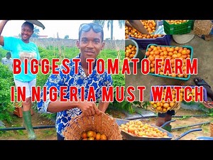 Visiting The biggest Tomato And Pepper Farm In Nigeria,Rivers State!!!Tomato And Pepper farming!