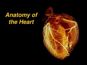 Anatomy of the Heart - SlideServe