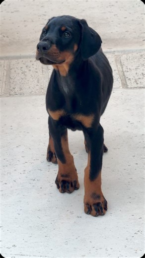 Carly & Haji | The biggest Doberman you ever seen in your life , European with championship bloodline #DobermanElite #DobermanKing #DobermanQueen... | Instagram