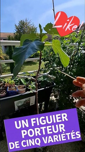 Un figuier greffé. Porteur de 5 variétés 😍