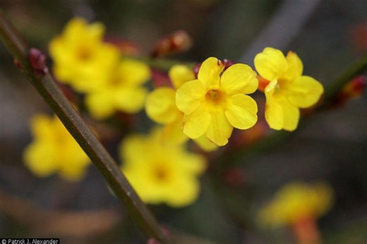 Spring arrives in Georgia as early blooms bring allergies and change
