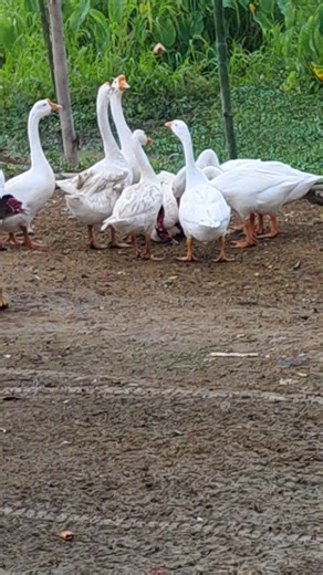 Another beautiful day in the farm. | Dexter's World