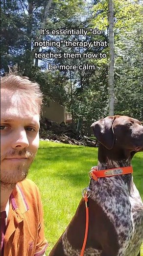 "Do Nothing Training" For Our GSP Puppy #gsp #germanshorthairedpointer #dogtraining #dogtrainingtips