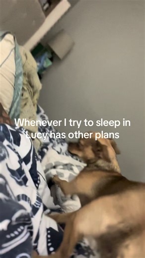 Suns up, daddy 😁 #dogsoftiktok #chihuahuastiktok #chihuahua #cutedogs #funnyvideos