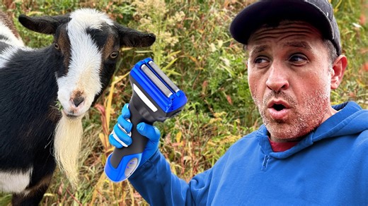 Shaving goat goatees reveals unexpected farm animal challenges