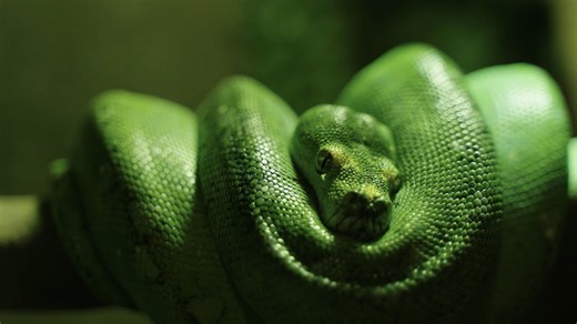 Beobachten Sie die faszinierenden Bewegungen der Schlangen