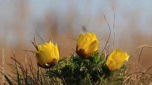 Spring or yellow pheasant's eye (adonis vernalis), also known as false hellebore in the spring breeze. Beautiful, but poisonous flower captured on the Pannonian Basin. Golden hour, afternoon sunshine.