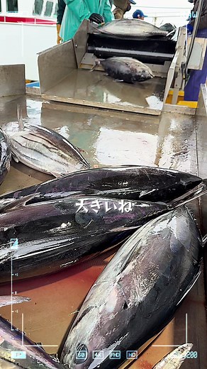 カツオ一本釣り漁船の入港と水揚げ情報