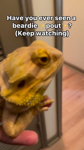 163K views · 3.2K reactions | Chuck has such the personality! He went to bed pouting that night too #chuckthebeardeddragon #petsofinstagram #beardie #funnypets | bougie_beardies | Facebook