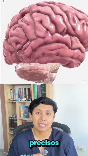 El cerebelo coordina los movimientos y el equilibrio #medicina #medico #cerebelo