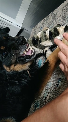 What a mean dog lol Trooper the actor (Mar 2019)