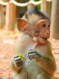 26K views · 671 reactions | Poor baby monkey got war ning #adorablemonkey #rescueanimals #smartmonkey #babymonkey #monkeyvideo #popularvideo #monkey | Funny Monkeey19 | Facebook