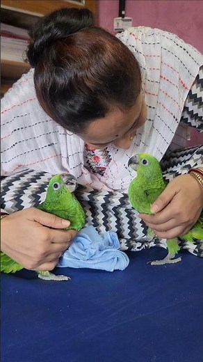 Moments Of Raising Baby Amazon Parrots 🦜