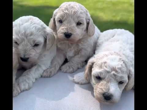 Poochon Puppies at 3 weeks! Bichpoo puppies, Teddybear puppies!