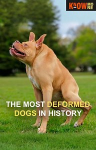 Genetic experimentation with dogs has reached truly unprecedented levels. These are the six most widely known breeds that have been genetically altered, and no one knows how the first one has managed to stay alive. | Know More
