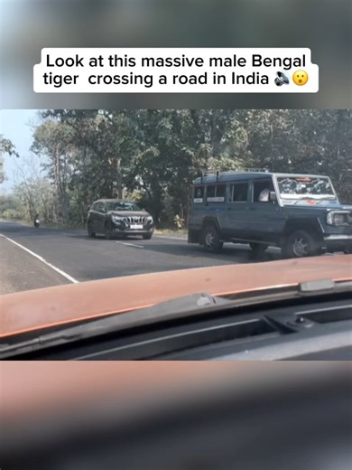 Beyond the Wildlife on Instagram: "The largest Bengal tiger ever recorded was a male from Uttar Pradesh, India, weighing an incredible 389 kg (857 lbs). Bengal tigers (Panthera tigris tigris) are the most numerous subspecies of tiger, found primarily in India, Bangladesh, Nepal, and Bhutan. Males usually weigh between 180 and 260 kg (400 to 570 lbs), while females are smaller. Famous for their vibrant orange coats and bold black stripes, these tigers are formidable apex predators, playing a vita