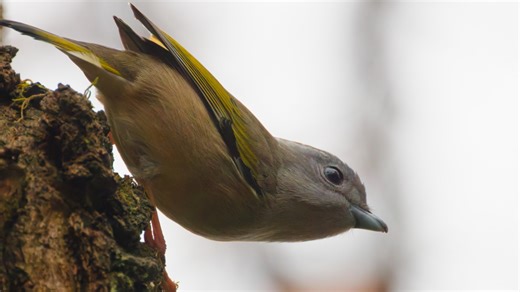 成都大邑静惠山公园观鸟怎么样？【一起去观鸟第217期】