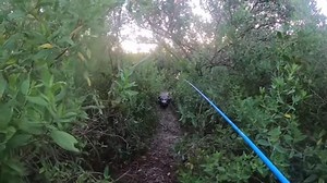 Florida fisherman runs from large alligator in terrifying video